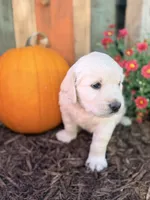 Blue Collar Forrest, a male English Cream Golden Retriever for sale in Oelwein, IA – 5 of 8