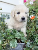Light Blue Collar Aspen, a female English Cream Golden Retriever for sale in Oelwein, IA – 2 of 7