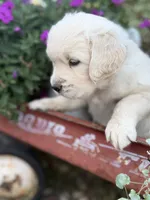 White Collar Lilly, a female English Cream Golden Retriever for sale in Oelwein, IA – 5 of 6