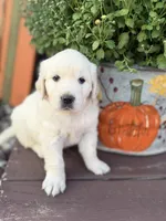 Orange Collar Marigold, a female English Cream Golden Retriever for sale in Oelwein, IA – 2 of 10