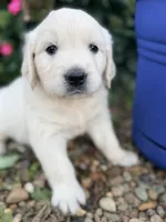 Yellow Collar Daisy, a female English Cream Golden Retriever for sale in Oelwein, IA – 5 of 6