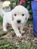 Yellow Collar Daisy, a female English Cream Golden Retriever for sale in Oelwein, IA – 6 of 6