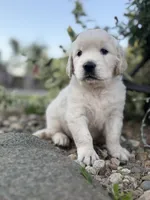 White Collar Lilly, a female English Cream Golden Retriever for sale in Oelwein, IA – 4 of 6