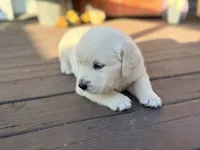 Blue Collar Forrest, a male English Cream Golden Retriever for sale in Oelwein, IA – 4 of 8