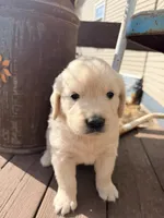Purple Collar Iris, a female English Cream Golden Retriever for sale in Oelwein, IA – 6 of 9