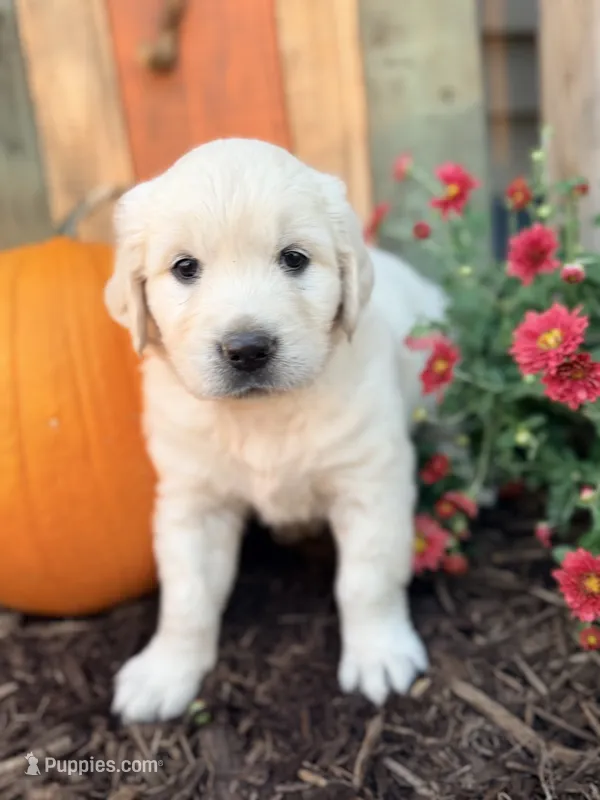Orange Collar Marigold – English Cream Golden Retriever puppy for sale in Oelwein, IA