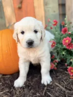 Orange Collar Marigold, a female English Cream Golden Retriever for sale in Oelwein, IA – 1 of 10