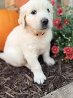 Orange Collar Marigold, a female English Cream Golden Retriever for sale in Oelwein, IA – 10 of 10