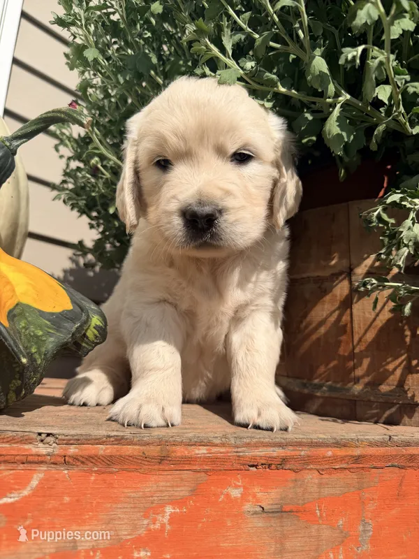 White Collar Lilly – English Cream Golden Retriever puppy for sale in Oelwein, IA