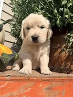 White Collar Lilly, a female English Cream Golden Retriever for sale in Oelwein, IA – 1 of 6