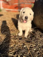 Pink Collar Poppy, a female English Cream Golden Retriever for sale in Oelwein, IA – 5 of 9