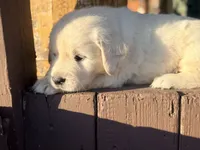Purple Collar Iris, a female English Cream Golden Retriever for sale in Oelwein, IA – 4 of 9