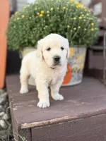 Orange Collar Marigold, a female English Cream Golden Retriever for sale in Oelwein, IA – 9 of 10