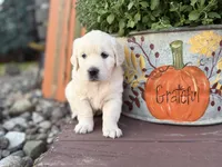 Orange Collar Marigold, a female English Cream Golden Retriever for sale in Oelwein, IA – 7 of 10