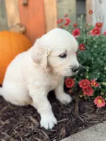 Orange Collar Marigold, a female English Cream Golden Retriever for sale in Oelwein, IA – 5 of 10