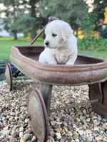 Yellow Collar Daisy, a female English Cream Golden Retriever for sale in Oelwein, IA – 2 of 6