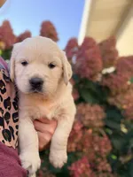 Pink Collar Poppy, a female English Cream Golden Retriever for sale in Oelwein, IA – 8 of 9