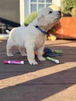 Blue Collar Forrest, a male English Cream Golden Retriever for sale in Oelwein, IA – 6 of 8