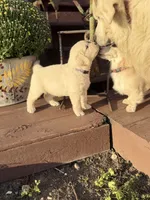 Purple Collar Iris, a female English Cream Golden Retriever for sale in Oelwein, IA – 3 of 9