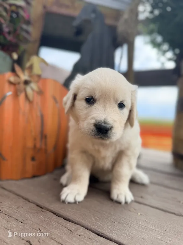 Light Blue Collar Aspen – English Cream Golden Retriever puppy for sale in Oelwein, IA