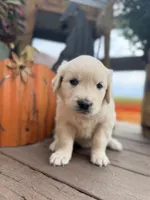 Light Blue Collar Aspen, a female English Cream Golden Retriever for sale in Oelwein, IA – 1 of 7