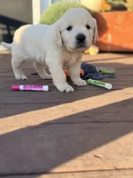 Blue Collar Forrest, a male English Cream Golden Retriever for sale in Oelwein, IA – 7 of 8