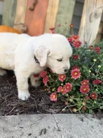 Purple Collar Iris, a female English Cream Golden Retriever for sale in Oelwein, IA – 2 of 9