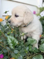 Light Blue Collar Aspen, a female English Cream Golden Retriever for sale in Oelwein, IA – 3 of 7