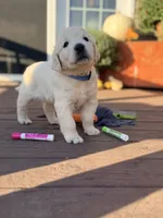 Blue Collar Forrest, a male English Cream Golden Retriever for sale in Oelwein, IA – 2 of 8