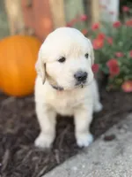 Purple Collar Iris, a female English Cream Golden Retriever for sale in Oelwein, IA – 5 of 9