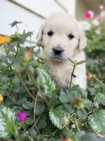 Light Blue Collar Aspen, a female English Cream Golden Retriever for sale in Oelwein, IA – 7 of 7