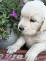 White Collar Lilly, a female English Cream Golden Retriever for sale in Oelwein, IA – 6 of 6