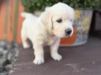 Orange Collar Marigold, a female English Cream Golden Retriever for sale in Oelwein, IA – 3 of 10