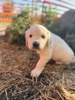 Pink Collar Poppy, a female English Cream Golden Retriever for sale in Oelwein, IA – 4 of 9