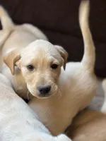 Scout, a male Golden Retriever and Labrador Retriever for sale in Craig, CO – 2 of 2