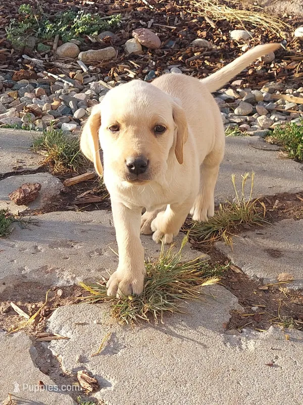 Scout – Golden Retriever, Labrador Retriever puppy for sale in Craig, CO