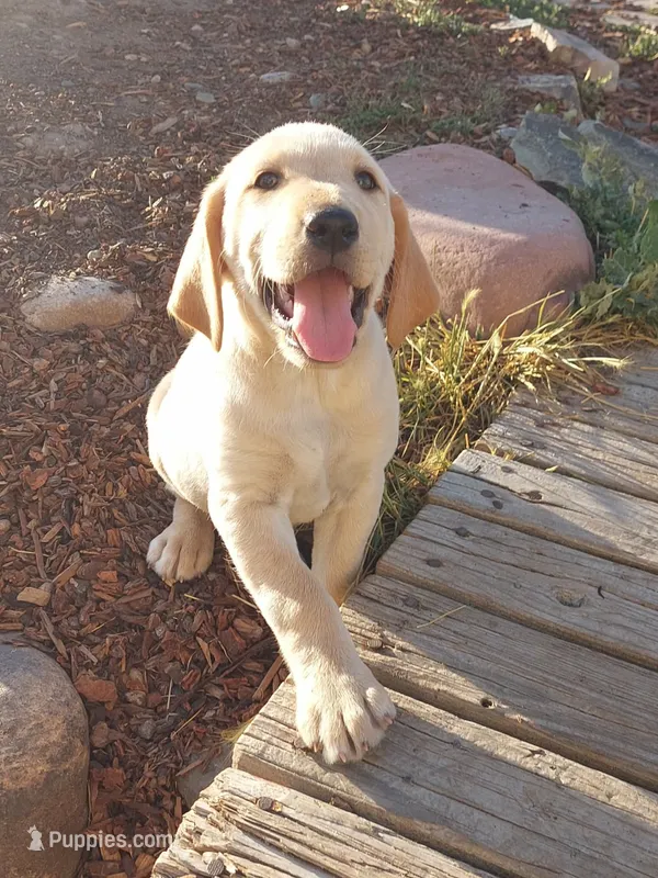 Snoopy – Golden Retriever, Labrador Retriever puppy for sale in Craig, CO