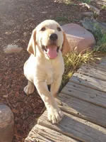 Snoopy, a male Golden Retriever and Labrador Retriever for sale in Craig, CO – 1 of 2