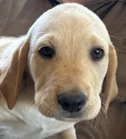 Snoopy, a male Golden Retriever and Labrador Retriever for sale in Craig, CO – 2 of 2