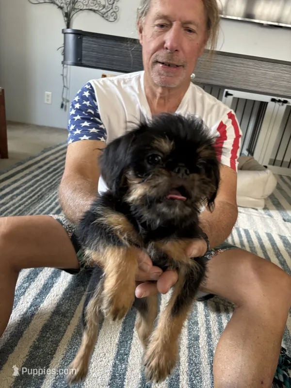 Sampson – Brussels Griffon puppy for sale in Owingsville, KY