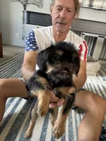 Sampson, a male Brussels Griffon for sale in Owingsville, KY – 1 of 2