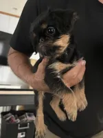 Sampson, a male Brussels Griffon for sale in Owingsville, KY – 2 of 2