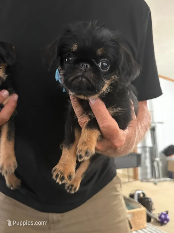 Sarah, a female Brussels Griffon for sale in Owingsville, KY – 1 of 1