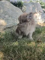 Lindsey, a female Pomeranian for sale in Lagrange, IN – 8 of 10