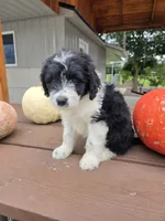 Lady, a female Aussiedoodle for sale in Lagrange, IN – 5 of 8