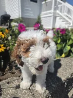 Darcy, a female Poodle - Miniature  for sale in Lagrange, IN – 7 of 8