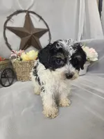 Oscar, a male Poodle - Miniature  for sale in Lagrange, IN – 5 of 6