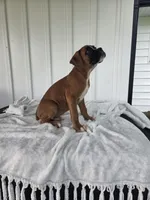 Tank, a male Boxer for sale in Lagrange, IN – 2 of 8