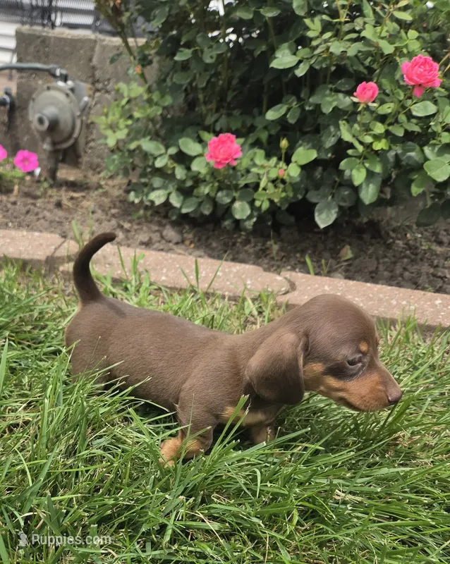 Khloe – Miniature Dachshund puppy for sale in Lagrange, IN