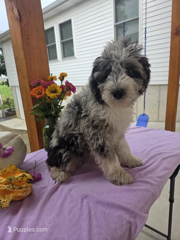 Archie – Aussiedoodle puppy for sale in Lagrange, IN